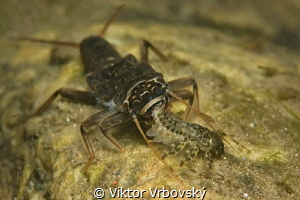 Stonefly (Plecoptera) and its prey Mayfly (Ephemeroptera) by Viktor Vrbovský 